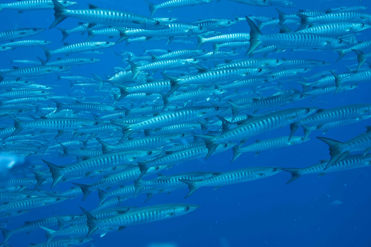 barracuda